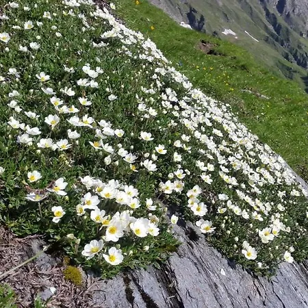 Апартаменты Haus Traudi *